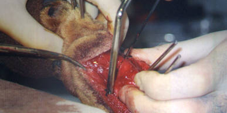 Redevet cirurgia radio ulna externo7