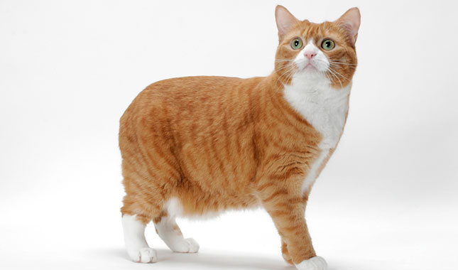 redevet Manxcat gato