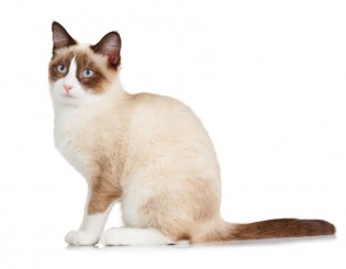 redevet Snowshoe gato