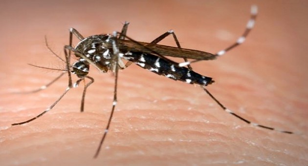 redevet mosquito sangue curiosidades