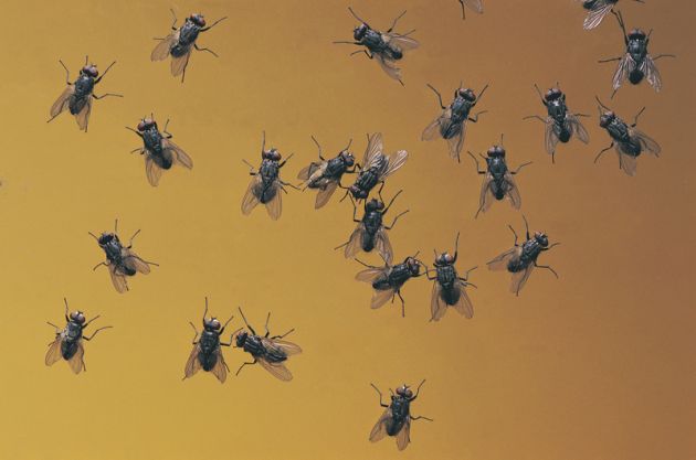 redevet quanto vive mosca curiosidade