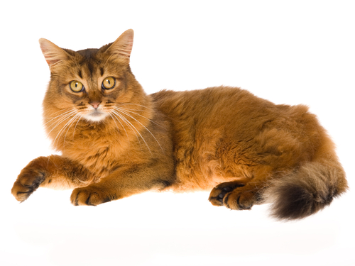 redevet somali gato