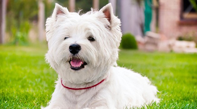 redevet west highland white terrier