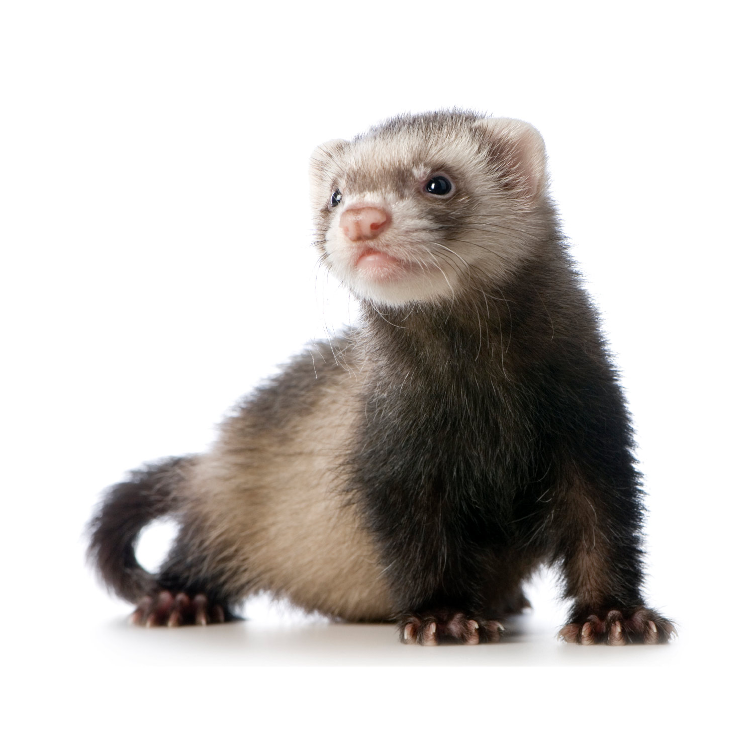 Redevet ferrets