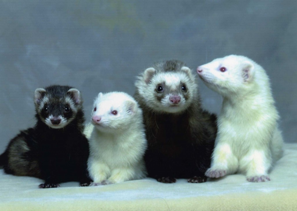 Redevet ferrets5