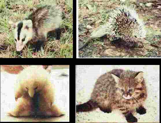 image005