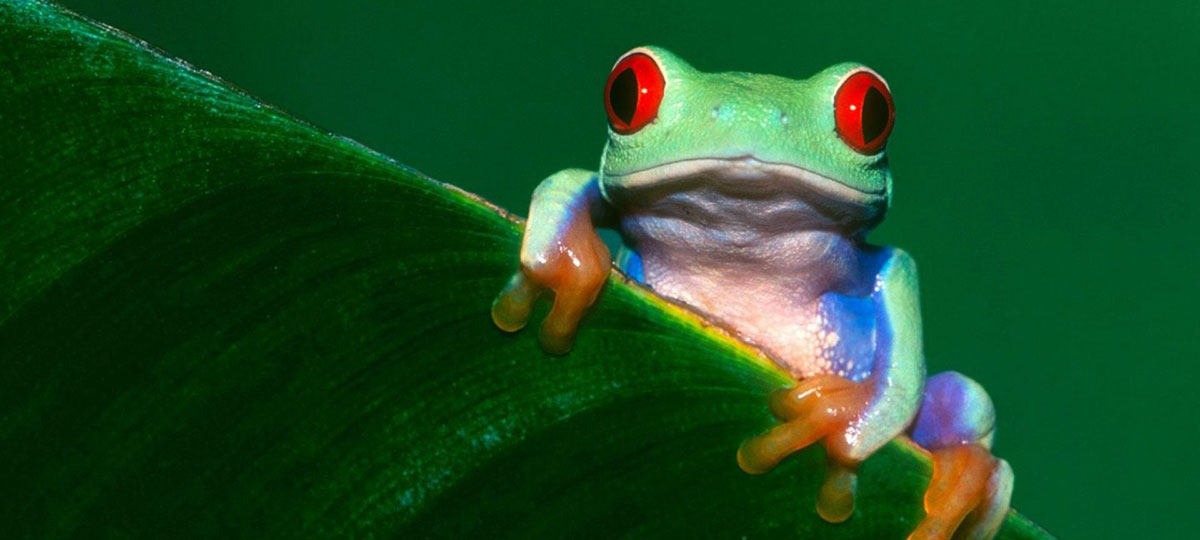 Redevet anfibios links