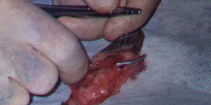 Redevet cirurgia castracao gata3