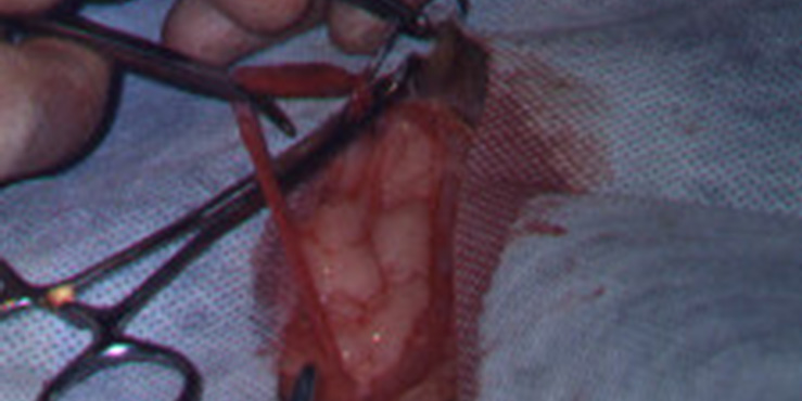 Redevet cirurgia castracao gata4