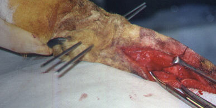 Redevet cirurgia radio ulna externo3