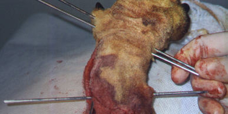 Redevet cirurgia radio ulna externo4