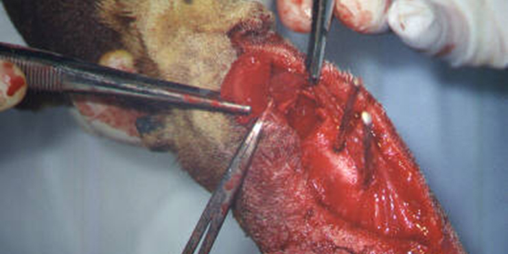 Redevet cirurgia radio ulna externo8