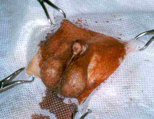 Redevet orquiectomia felina1