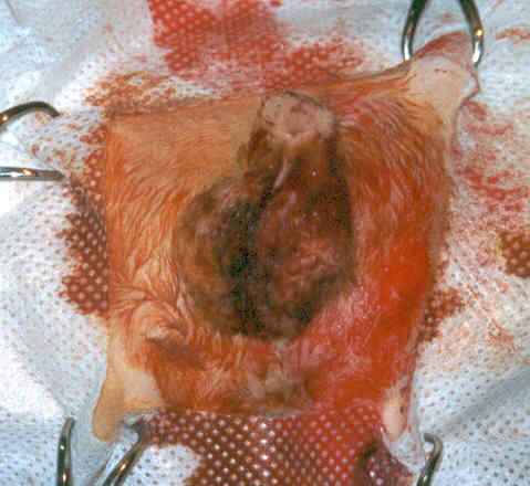 Redevet orquiectomia felina12