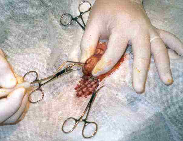 Redevet orquiectomia felina2