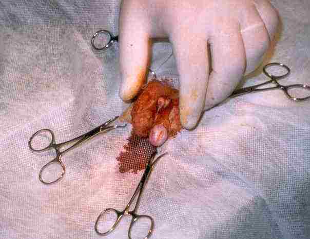 Redevet orquiectomia felina3