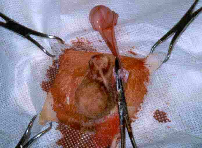 Redevet orquiectomia felina4