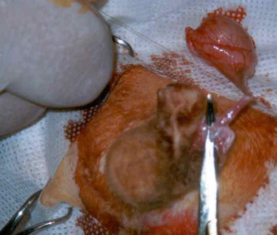 Redevet orquiectomia felina5