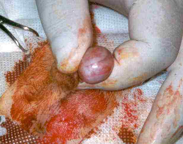 Redevet orquiectomia felina8