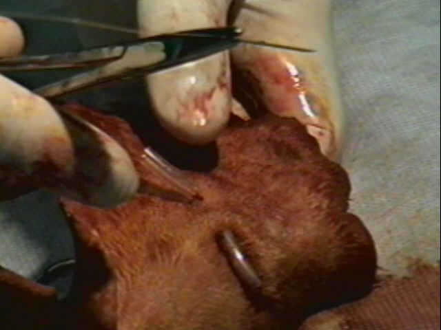 Redevet-otohematoma9