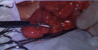 Redevet-piometria-cadelas3