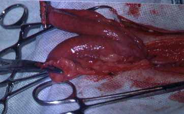 Redevet-piometria-cadelas5