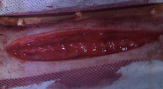 Redevet-piometria-cadelas8