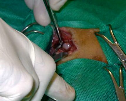 Redevet-resseccao-cabeca-femur-gatos2