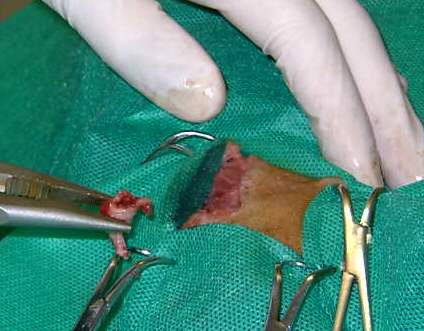 Redevet-resseccao-cabeca-femur-gatos4