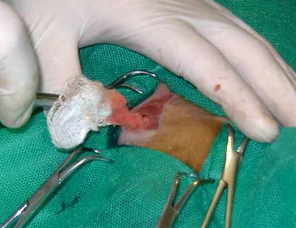 Redevet-resseccao-cabeca-femur-gatos5