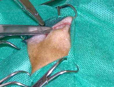 Redevet-resseccao-cabeca-femur-gatos8