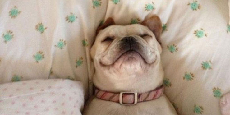 Redevet dorminhocos1