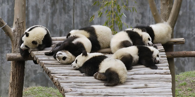 Redevet dorminhocos5