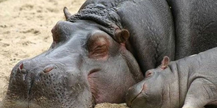 Redevet dorminhocos6