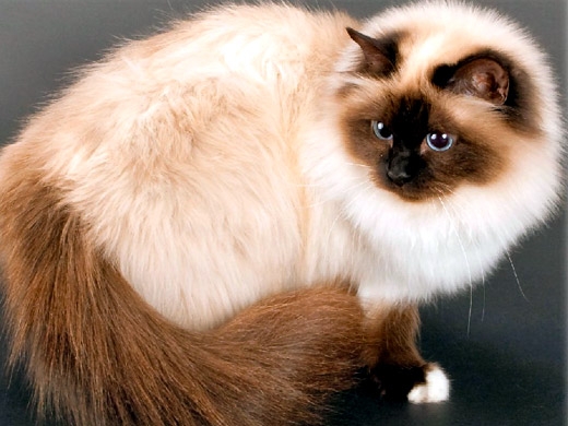 redevet Birmanes gato