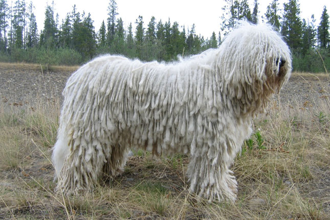 redevet Komondor