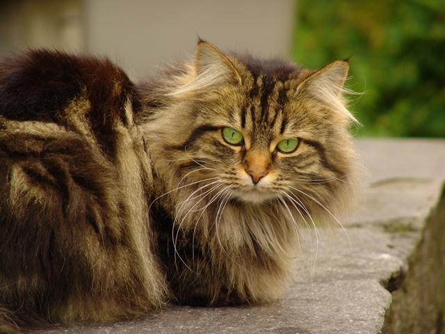 redevet Noruegues floresta gato