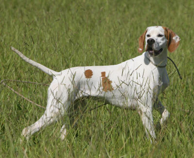 redevet Pointer