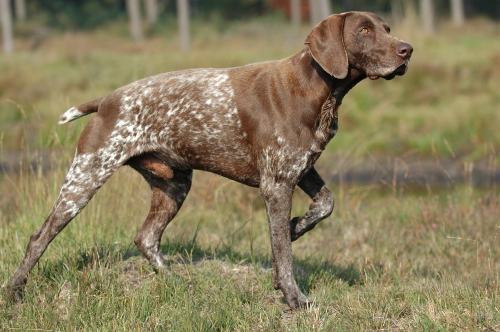 redevet PointerAlemaoPelocurto