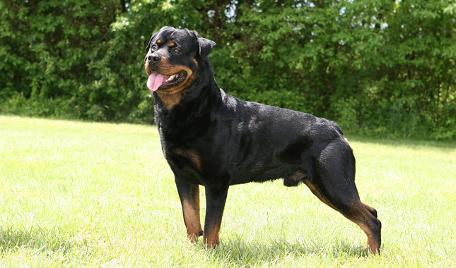 redevet Rottweiler