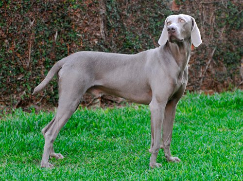 redevet Weimaraner