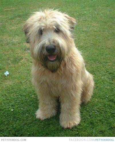 redevet Wheaten Terrier PeloLiso