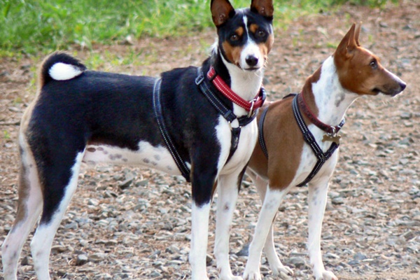 redevet basenji1