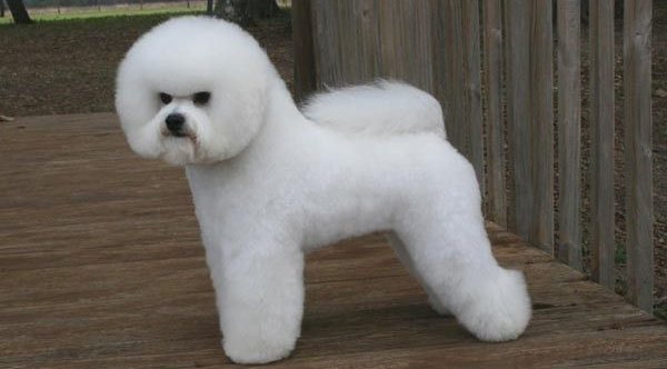redevet bichon frise