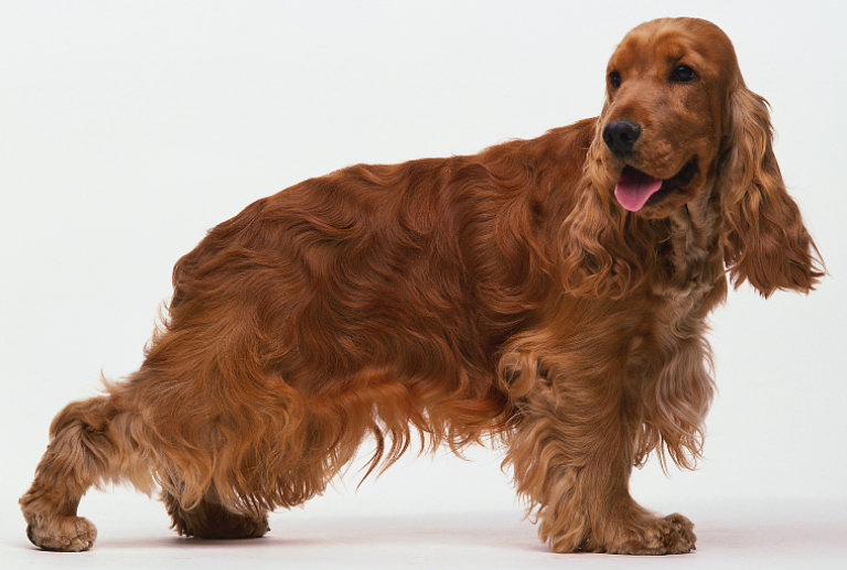 redevet cockerspanielingles