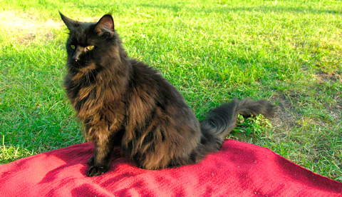 redevet mainecoon gato