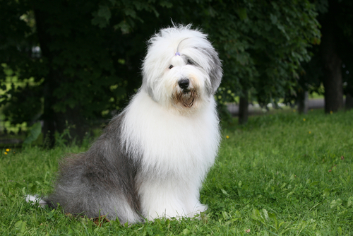 redevet sheepdog